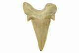 Fossil Shark Tooth (Otodus) - Morocco #259896-1